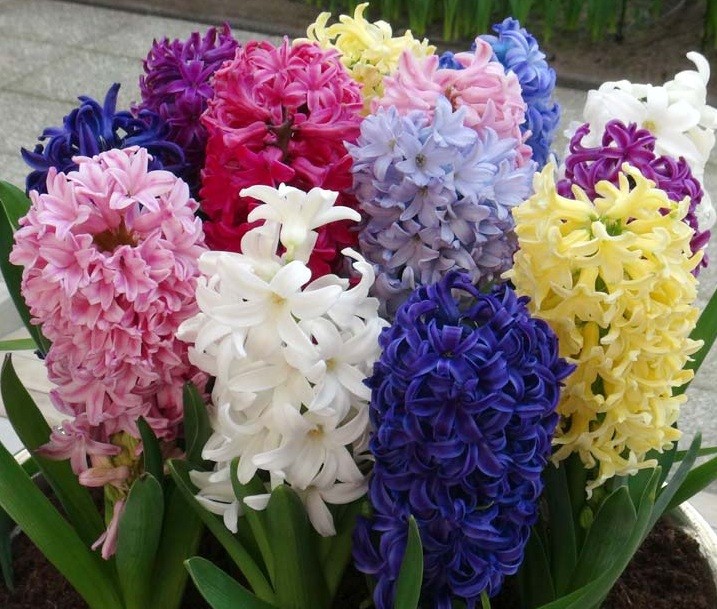 فوائد زيت الخزامى