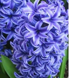 علاج برد الرحم بالخزامى