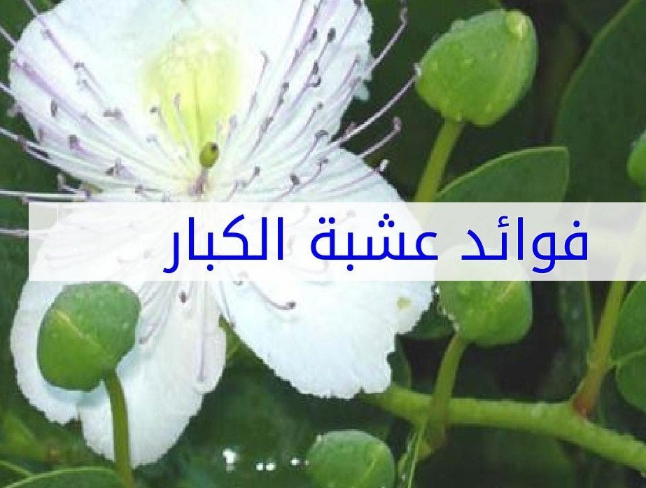 Photo of عشبة الكبار – عشبة البرجس وفوائدها