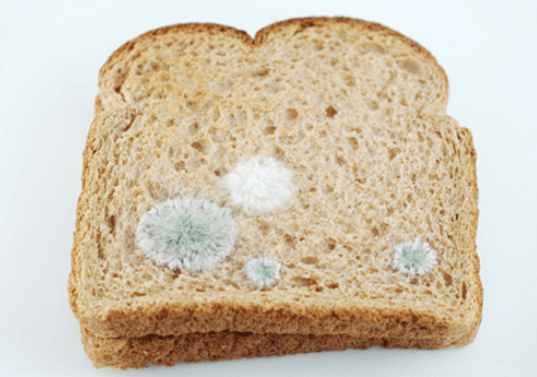 فوائد عفن الخبز للصحة