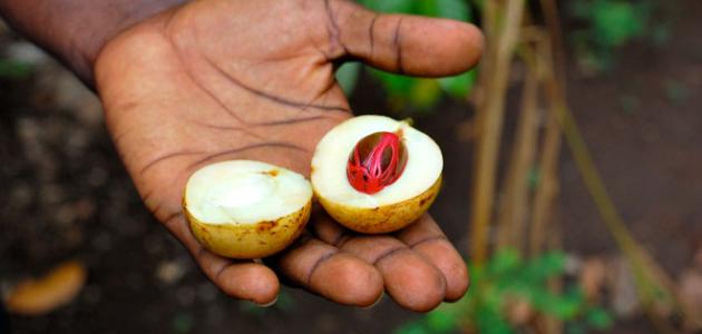 فوائد القورو وأهم استخداماته، موسوعة دار الطب