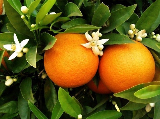 Photo of اضرار البرتقال 6 أضرار تجعلك لا تسرف فى تناوله