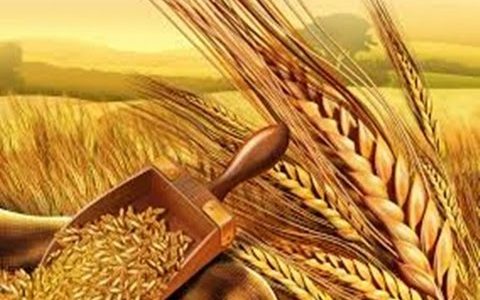 فوائد القمح