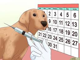 Photo of جدول تطعيمات الكلاب ضد مرض السعال