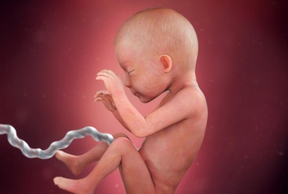 مراحل نمو الجنين بالصور