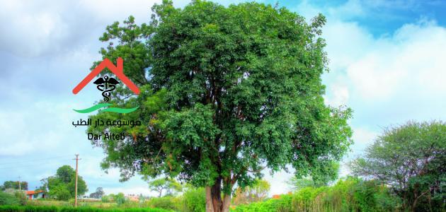فوائد شجرة النيم تعرف على أهم 11 فائده موسوعة دار الطب