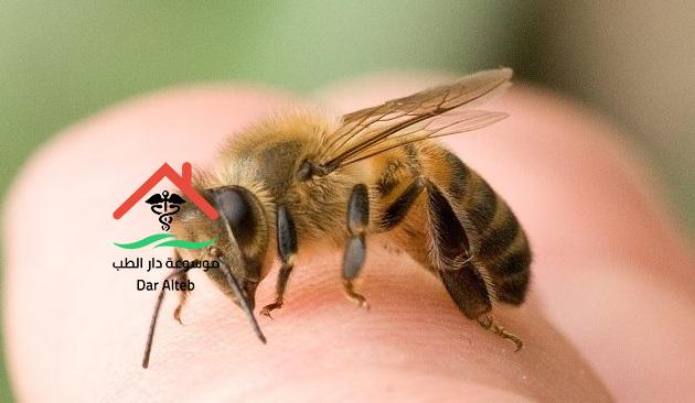 Photo of فوائد سم النحل وطريقة الاستخدام