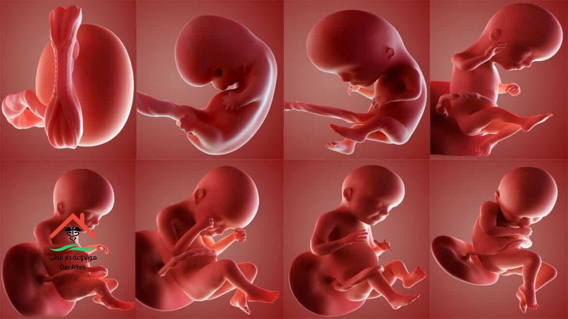Photo of مراحل تكوين الجنين بالصور من الاسبوع الاول حتي موعد الولادة