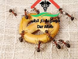 Photo of التخلص من النمل نهائيا