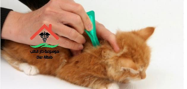 Photo of علاج البراغيث عند القطط